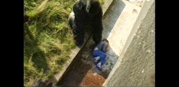 Gorilla und Kind. Quelle: Youtube Screenshot