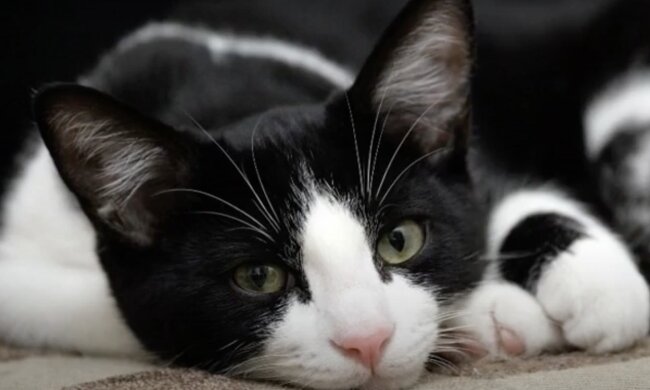 Katze . Quelle: Screenshot YouTube