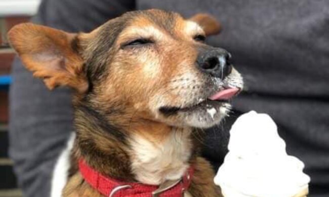 Die besten letzten Tage: Eine Krankenschwester eröffnete ein Hospiz für Hunde und lässt deren Träume wahr werden