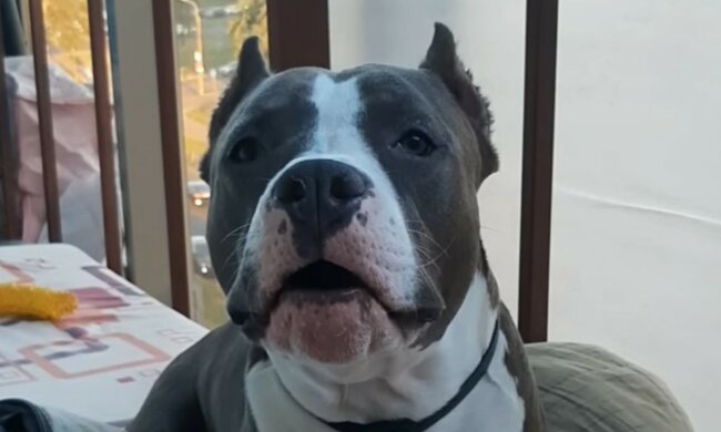 Glückliches schicksalhaftes Treffen. Quelle: Screenshot YouTube