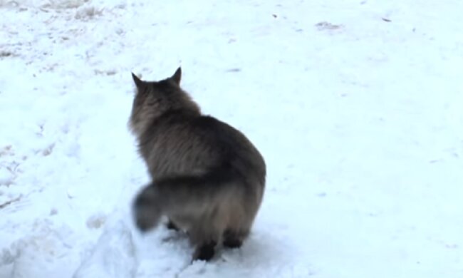 "Ohne an Ruhm zu denken": Die Katze rettete das Baby und wurde zu einer Berühmtheit