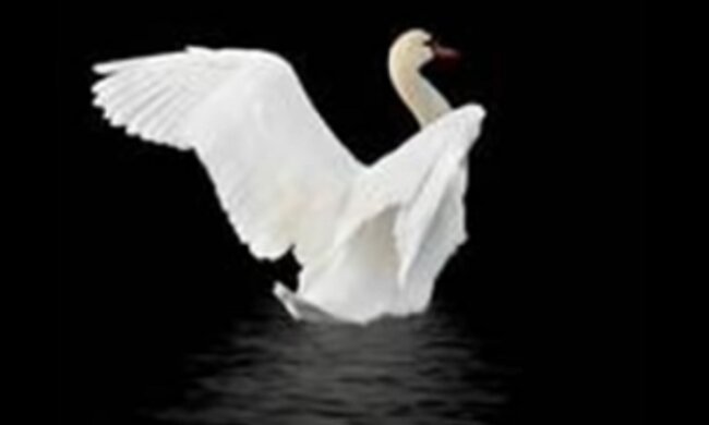 In Deutschland hielten die Züge eine Stunde lang an: Der Schwan weigerte sich die Gleise ohne seine Freundin zu verlassen