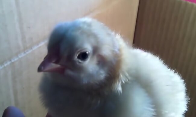 Hühnchen. Quelle: Screenshot Youtube