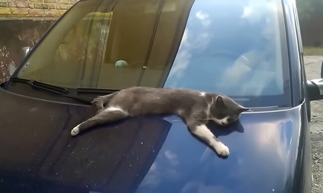 Illustratives Bild. Quelle: Youtube Screenshot