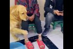 Der Hund. Quelle: Youtube Screenshot
