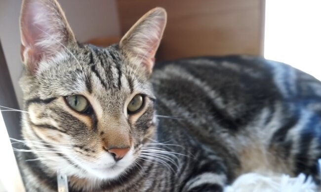 Alter Kater. Quelle: YouTube Screenshot