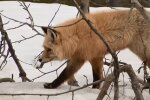 Der Fuchs. Quelle: Screeshot YouTube