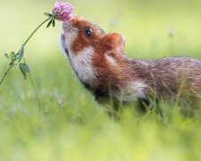 Naturnah: Tiere, die den Duft von Blumen genießen