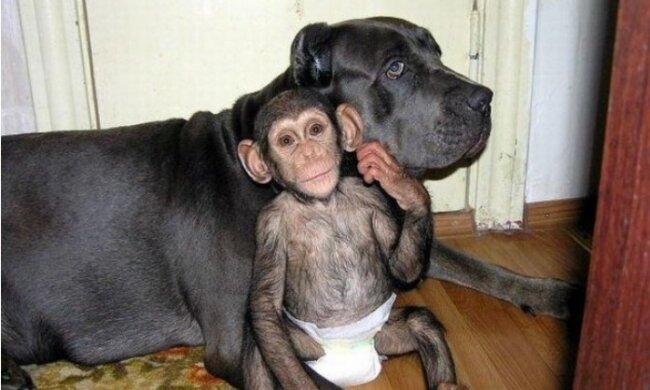 Mama lehnte diesen Kleinen ab, aber plötzlich adoptierte ihn ein Hund