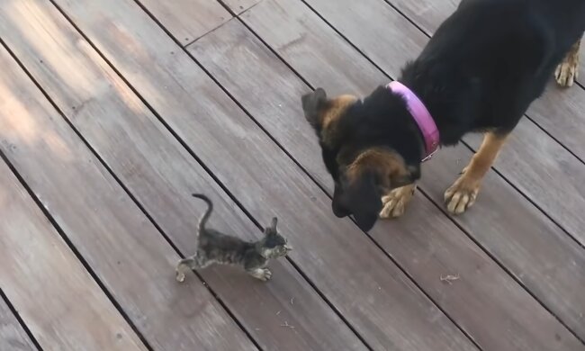 Der ältere Bruder: wie ein großer Hund ein winziges Kätzchen beschützt