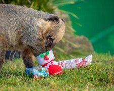 Die Tiere im Zoo Hannover haben zu Weihnachten Geschenke erhalten und diese sofort ausgepackt