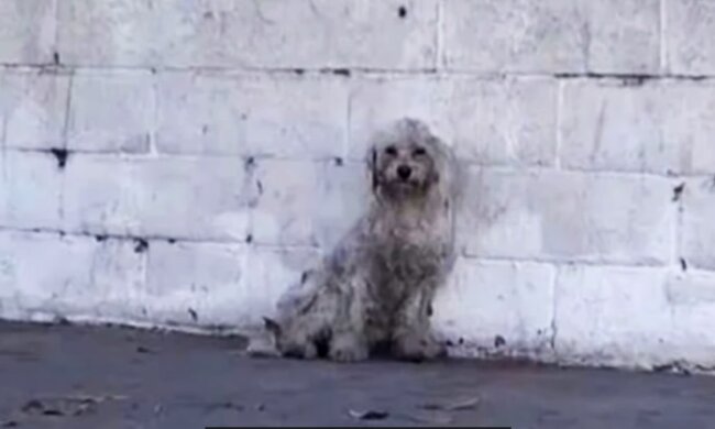 Der streunde Hund. Quelle: Youtube Screenshot