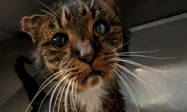 Die Katze. Quelle: Screenshot YouTube