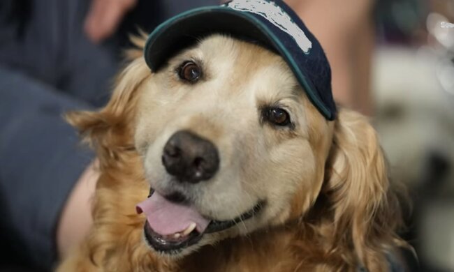 Wichtiges Teammitglied. Quelle: Screenshot YouTube