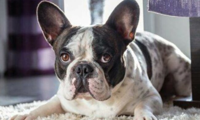 Echtes Glück, wieder zu Hause zu sein. Quelle: Screenshot YouTube