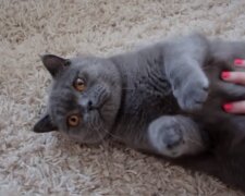 Die Katze. Quelle: Screenshot YouTube