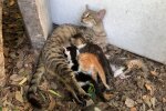 Katze Mia nimmt zwei Kitten bei sich auf. Quelle: Youtube Screenshot