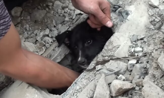 Der Hund. Quelle: Youtube Screenshot