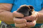 Landwirt kümmert sich liebevoll um zwei kleine Küken. Quelle: Youtube Screnshot