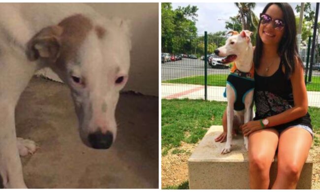 Hund und Besitzerin. Quelle: Screenshot