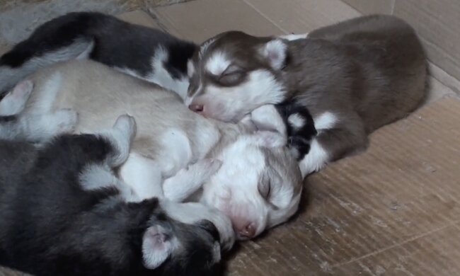 Welpen. Quelle: Screenshot YouTube