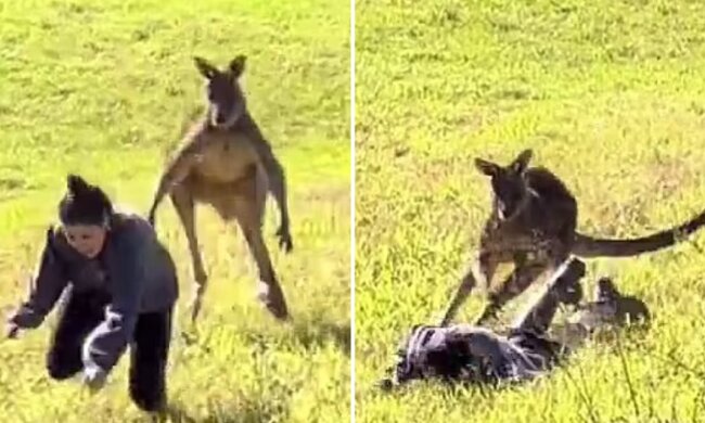 Das Känguru. Quelle: dailymail.co.uk