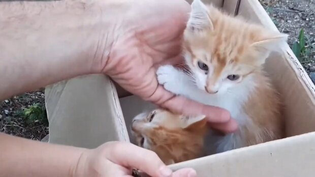 Babykatzen in der Kiste. Quelle: Youtube Screenshot