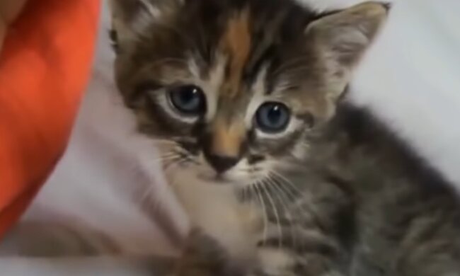 Winziges Kätzchen. Quelle: Screenshot Youtube