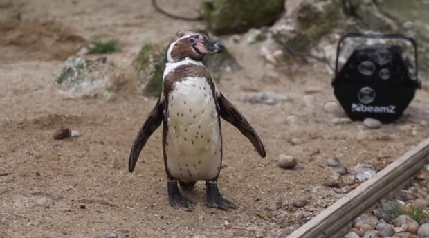 Um Pinguine zu unterhalten, die sich im englischen Zoo langweilen, erhalten sie einen Seifenblasengenerator