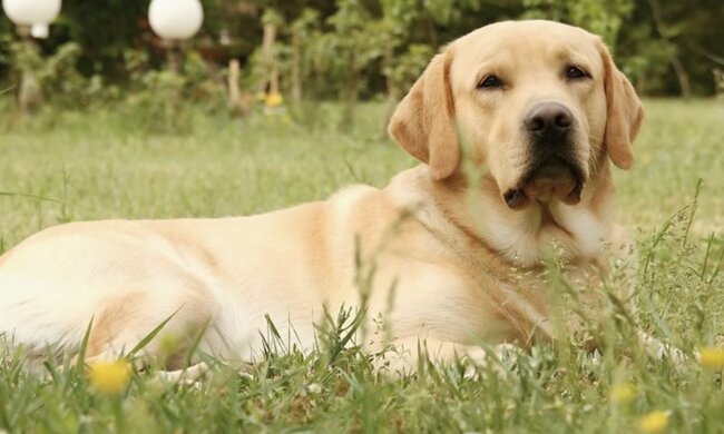 Heldhund. Quelle: Screenshot YouTube