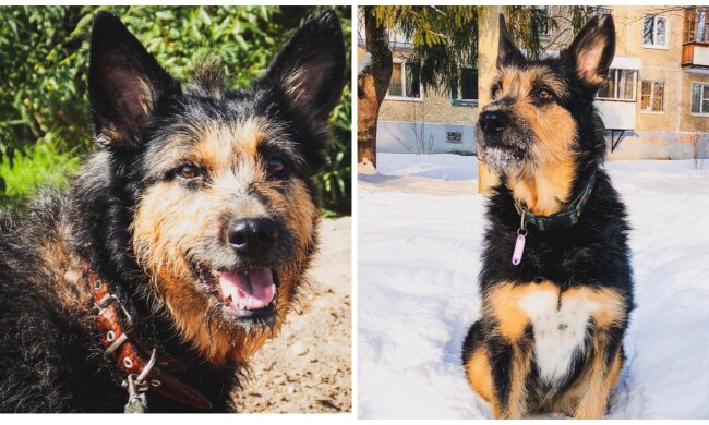 Streuende Hündin. Quelle: Screenshot YouTube