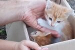 Babykatzen in der Kiste. Quelle: Youtube Screenshot