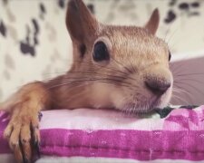 Das Eichörchen.Quelle: Screenshot YouTube