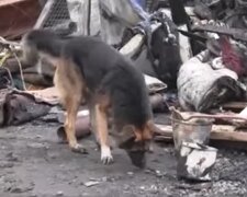 Hund wartete einen Monat lang auf die Rückkehr seines Besitzers. Quelle: Screenshot Youtube