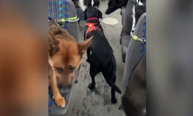 Hunde im Bus. Quelle: Youtube Screenshot