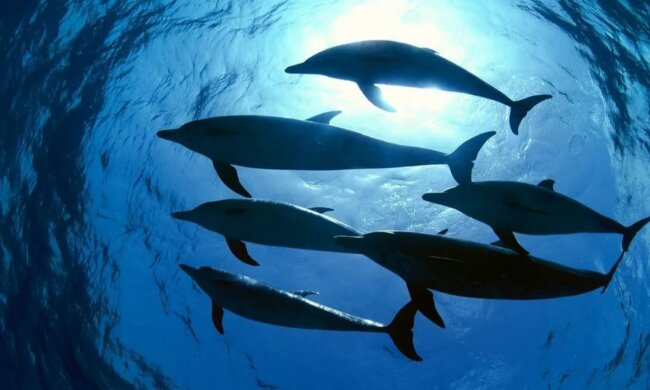 Gute Delphine: Geschichten über die Rettung der Menschen vor Haien