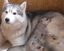 Mutter und Kinder allein gelassen: Husky-Mama und Welpen auf der Straße gefunden und später in ein Tierheim gebracht