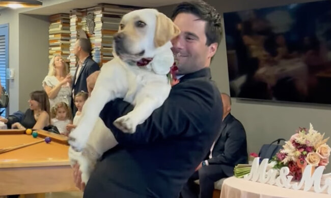 Der Tanz des Bräutigams mit einem Labrador im Stil von "Daddy Dog" erregt Aufmerksamkeit auf der Hochzeit