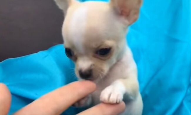 Chihuahua. Quelle: Screenshot Youtube