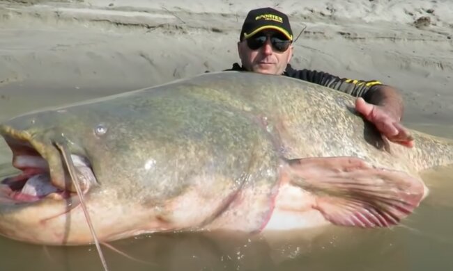 Die Kraft eines Fischers war nicht genug. Quelle: Screenshot YouTube