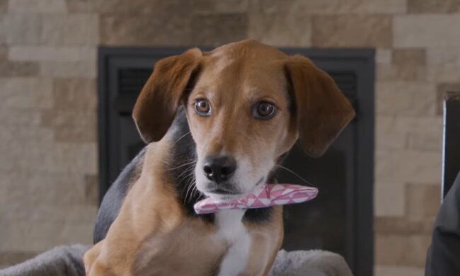 Hund Boone. Quelle: Screenshot Youtube