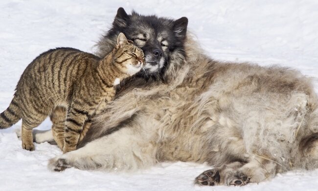 Kater und Hund. Quelle: Screenshot YouTube