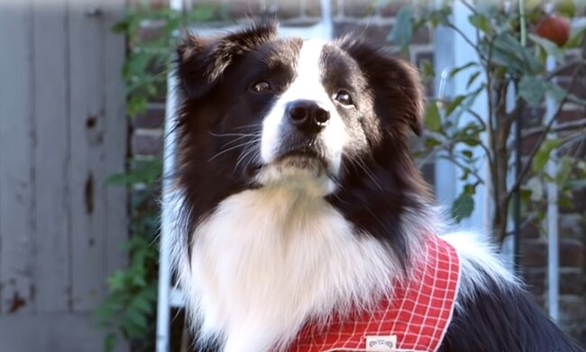 Schlauer Hund Kim. Quelle: Screenshot