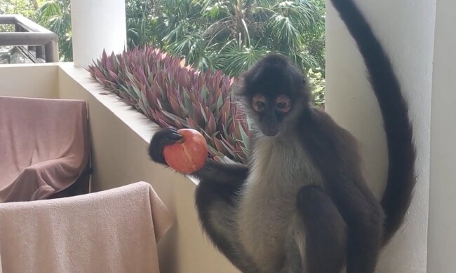 Klammeraffen. Quelle: YouTube Screenshot