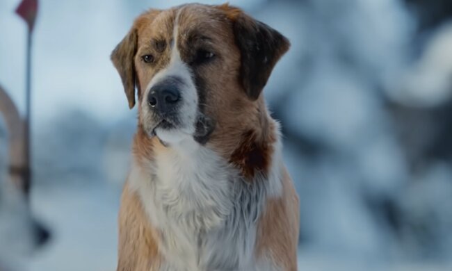 Hund im Winter. Quelle: YouTube Screenshot