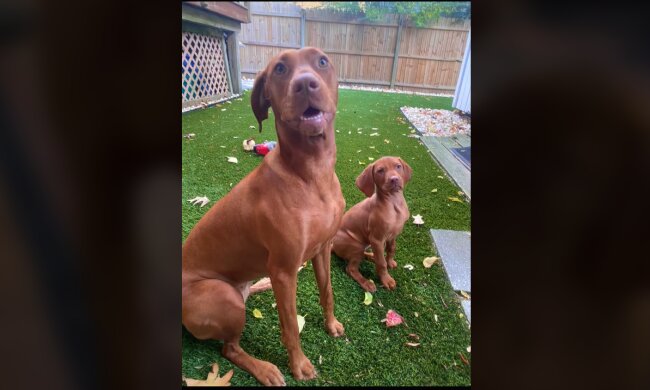 Raina und der Welpe. Quelle: YouTube Screenshot