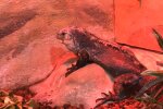 Riesiges 139 Millionen Jahre altes schwangeres Reptil mit Babys im Bauch ausgegraben, Details