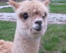 Kleine Alpaka. Quelle: Screenshot YouTube