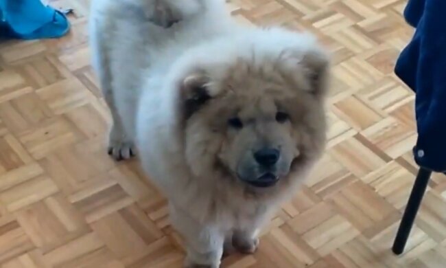 Chow Chow. Quelle: Screenshot Youtube