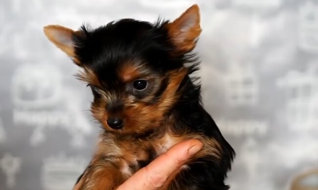 Cookie. Quelle: YouTube Screenshot